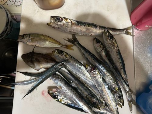 厚田漁港