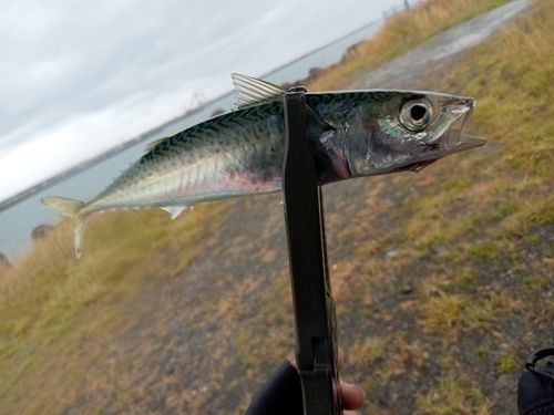 サバの釣果
