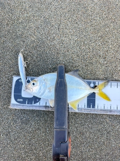 メッキの釣果