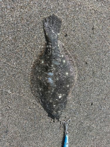 ソゲの釣果