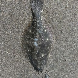 ソゲ