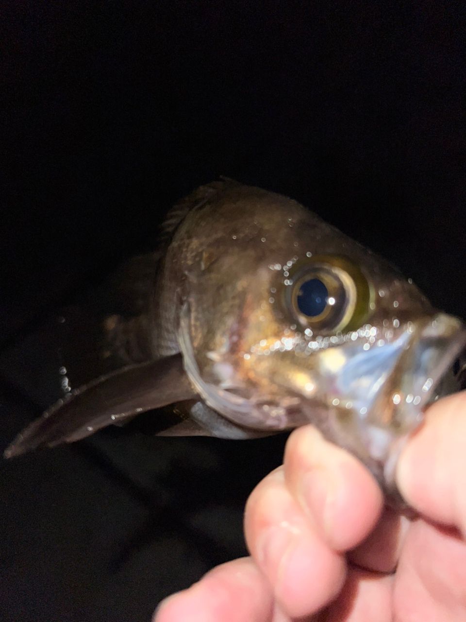 メバル