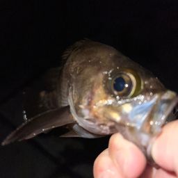 メバル