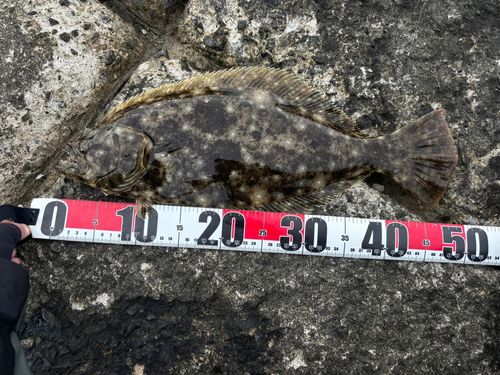 ヒラメの釣果