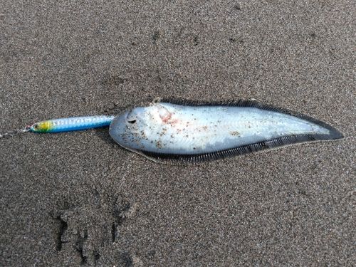 シタビラメの釣果