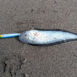 シタビラメ