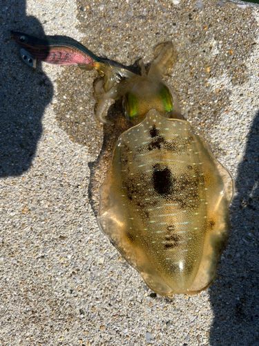 アオリイカの釣果