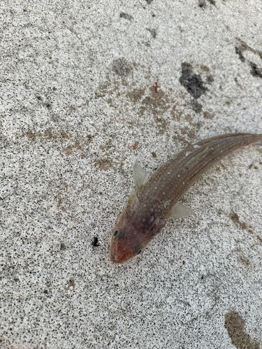 エソの釣果