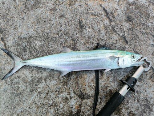 サゴシの釣果