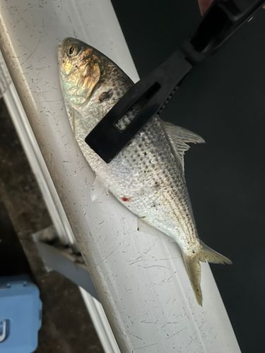コノシロの釣果