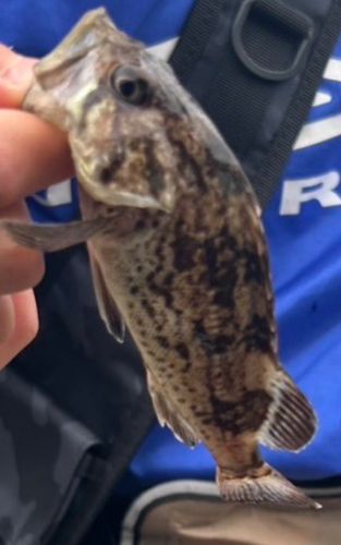 シマゾイの釣果