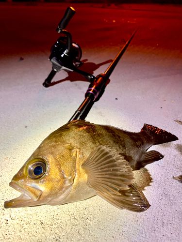シロメバルの釣果