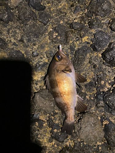メバルの釣果