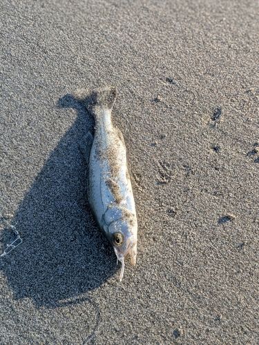 大倉戸海岸