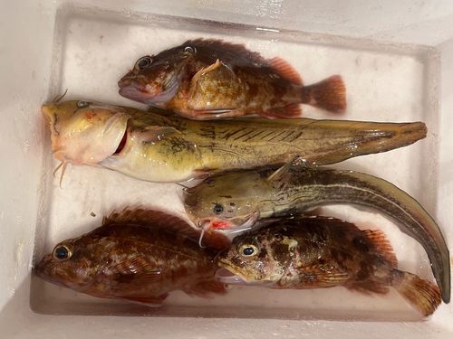 ゴンズイの釣果