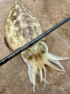 コウイカの釣果