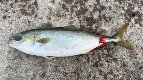 ワカシの釣果
