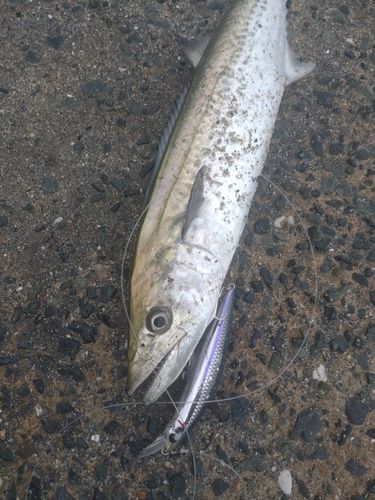 サゴシの釣果