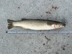 メナダの釣果