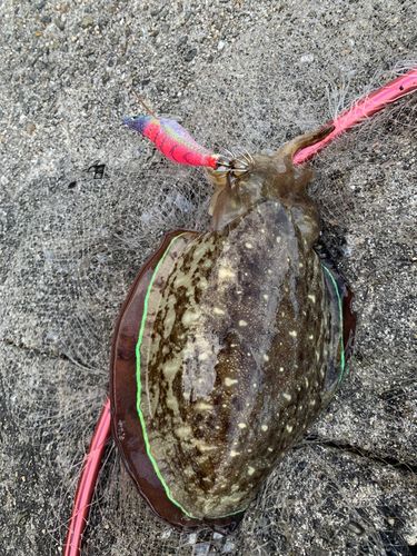 コウイカの釣果