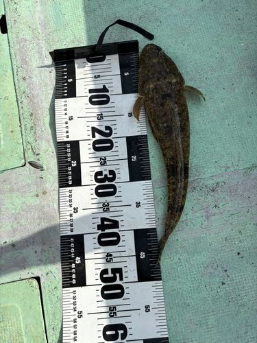 マゴチの釣果