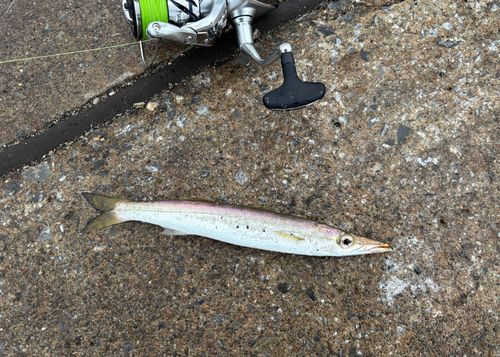 カマスの釣果