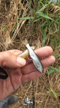 モロコの釣果