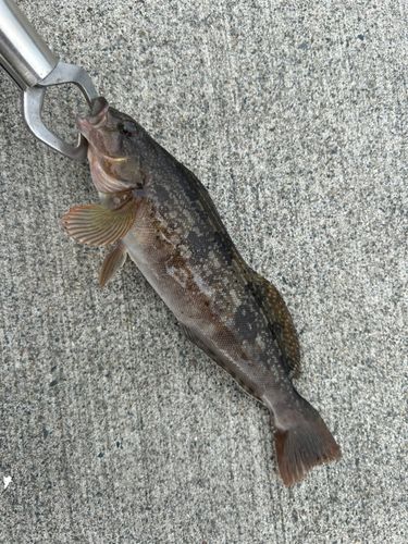 アイナメの釣果