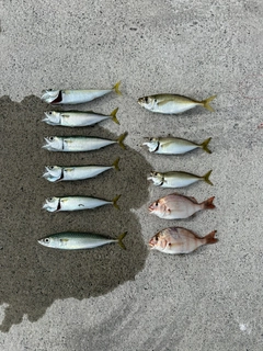 アジの釣果