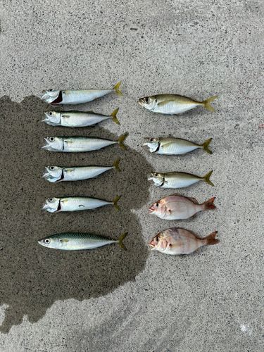 アジの釣果
