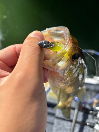 ブラックバスの釣果