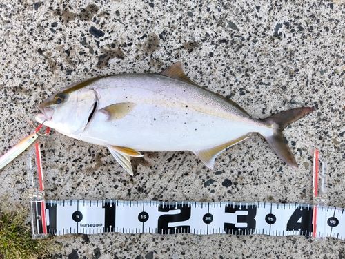 ネリゴの釣果
