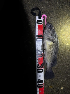 ソイの釣果