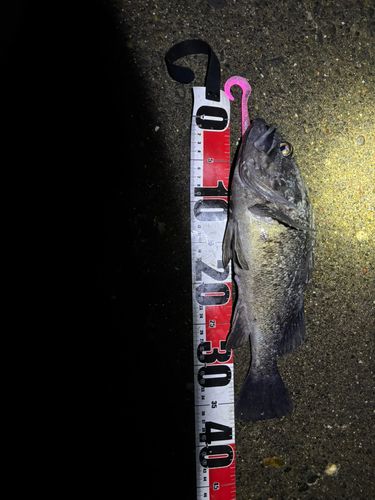 ソイの釣果