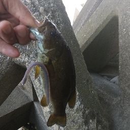スモールマウスバス
