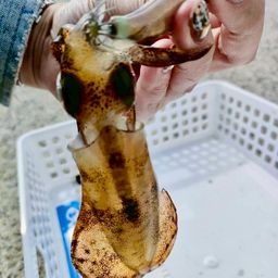 アオリイカ