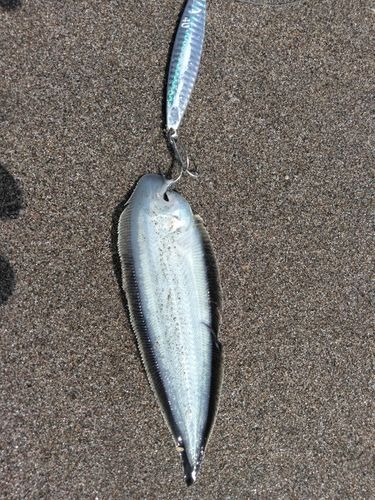 シタビラメの釣果
