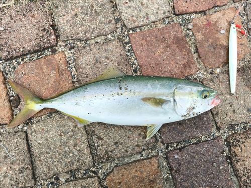 ハマチの釣果