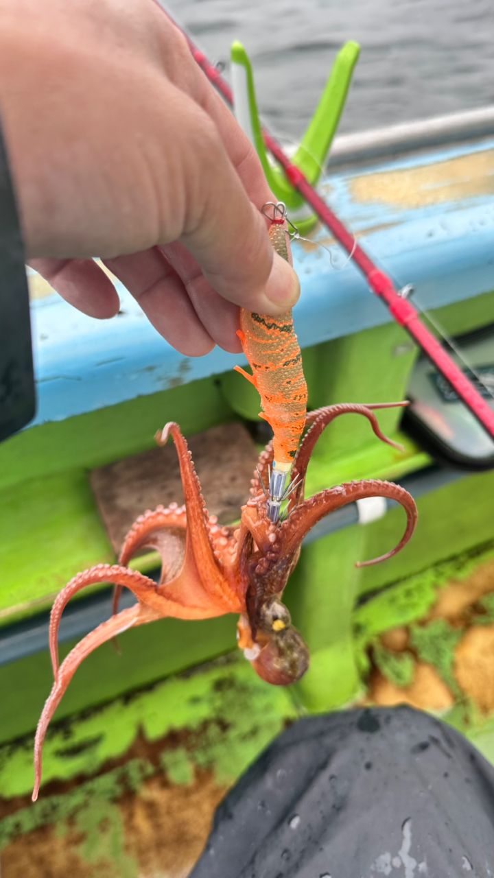 つり吉順平さんの釣果 2枚目の画像