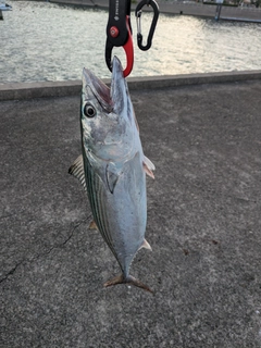 ハガツオの釣果