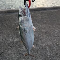ハガツオ