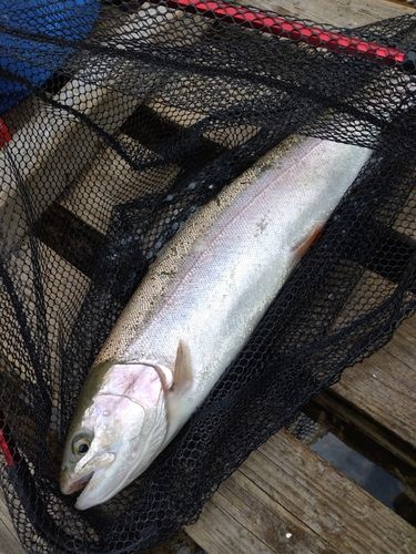 ニジマスの釣果
