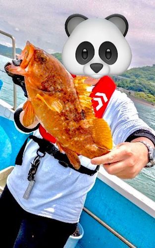 キジハタの釣果