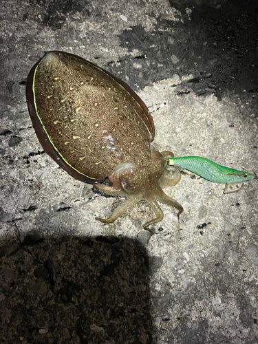 コウイカの釣果