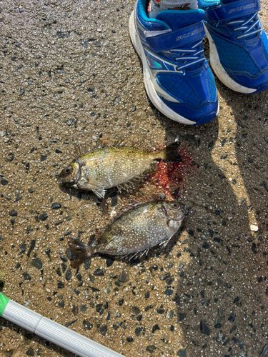 アイゴの釣果