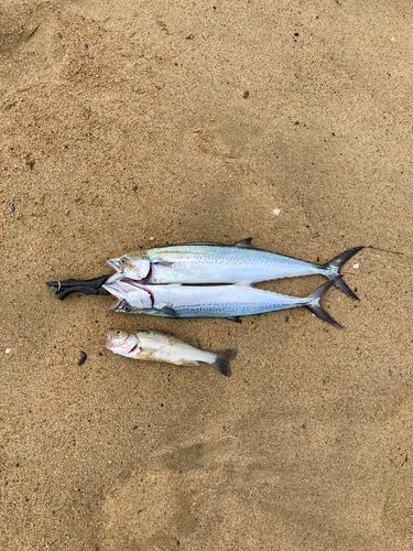 サゴシの釣果
