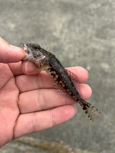アナハゼの釣果
