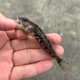 アナハゼ