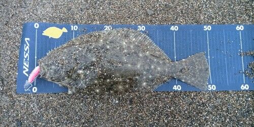 ヒラメの釣果