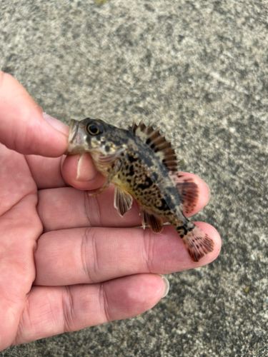 ソイの釣果